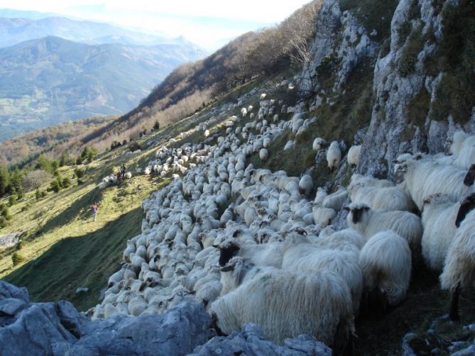 rebaño de ovejas bajando de Andraitz: foto en Zegama