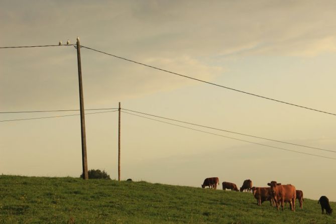 Vacas con gaviotas.: foto en Donostia-San Sebastián
