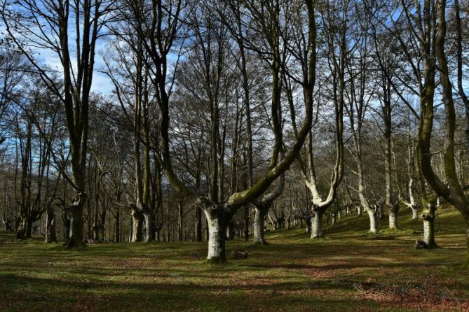 BASOA - BOSQUE: foto en Oiartzun BASOA - BOSQUE: foto en Oiartzun