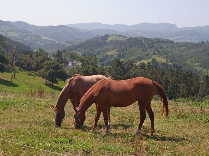 Elegantes caballos: foto en Orio Elegantes caballos: foto en Orio
