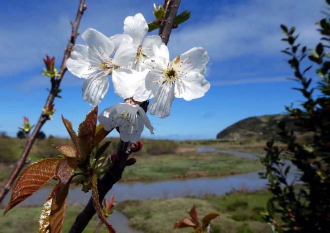 Flores de cerezo: foto en Zarautz Flores de cerezo: foto en Zarautz
