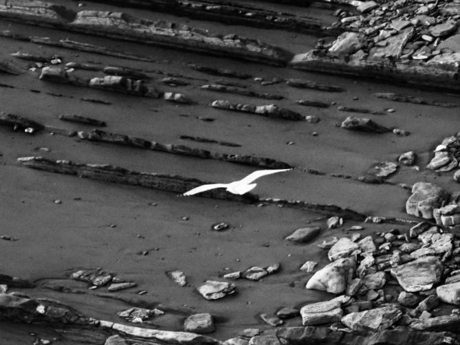 La gaviota y el flyshc: foto en Deba La gaviota y el flyshc: foto en Deba