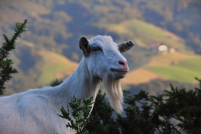 GOAT modua ON: foto en Oiartzun GOAT modua ON: foto en Oiartzun