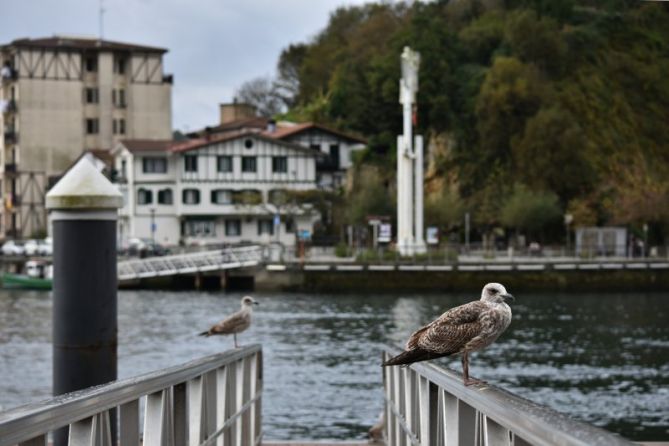 KAIOA -GAVIOTA: foto en Pasaia KAIOA -GAVIOTA: foto en Pasaia