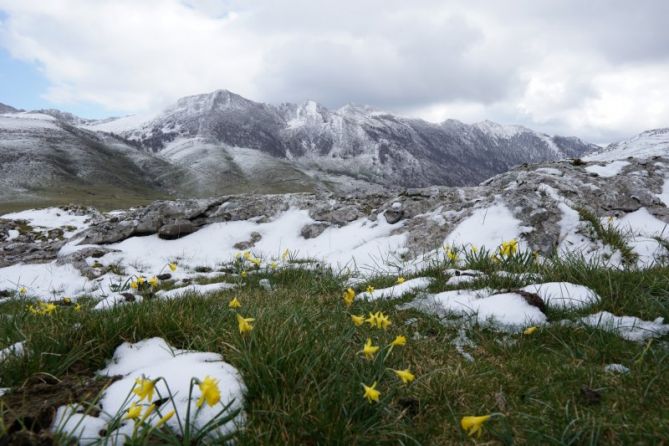 Narcisos en la nieve: foto en Oñati Narcisos en la nieve: foto en Oñati