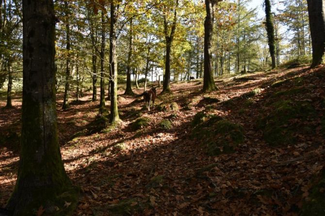 OSTOAK - HOJAS: foto en Irun OSTOAK - HOJAS: foto en Irun