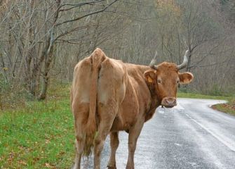Ahhh esta mirada, camino por Jaizkibel