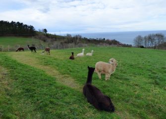 ALPACAS EN ORIO