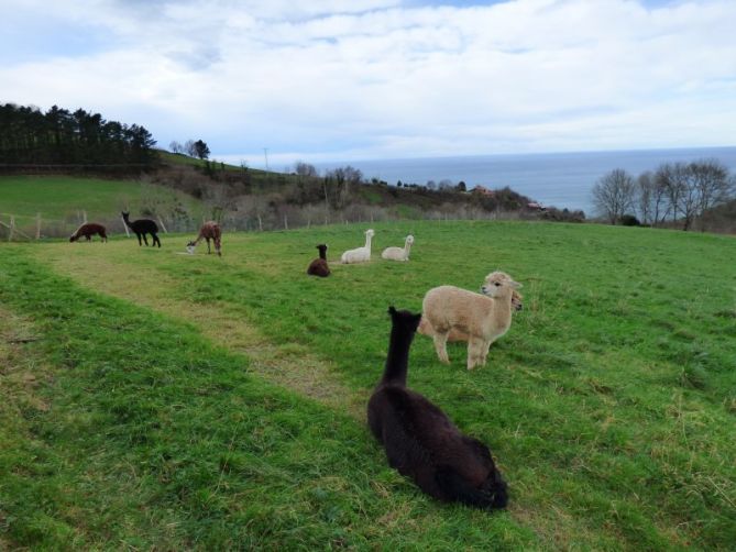 ALPACAS EN ORIO: foto en Orio