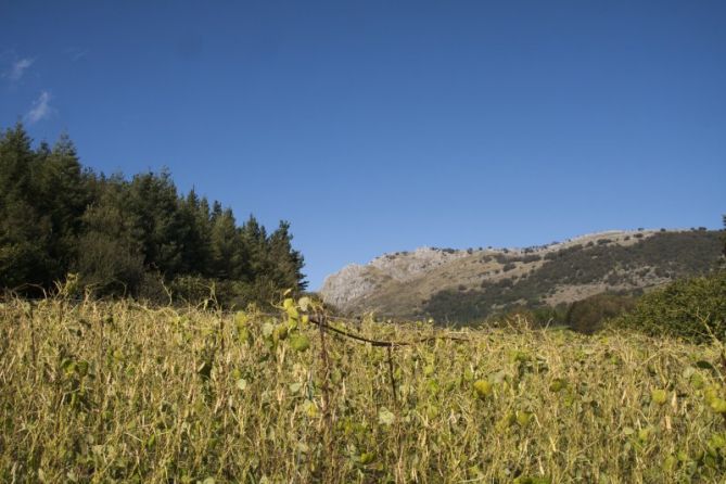 Alubias bajo el monte Ernio: foto en Bidegoian