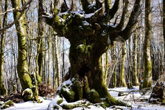 Árbol viejo: foto en Amezketa