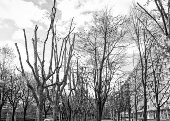 Arboles desnudos.