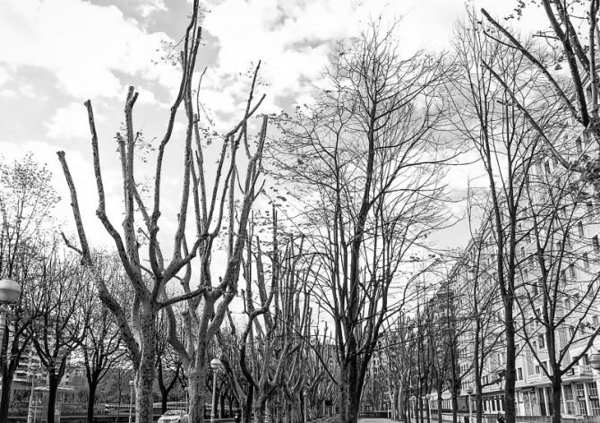 Arboles desnudos.: foto en Donostia-San Sebastián