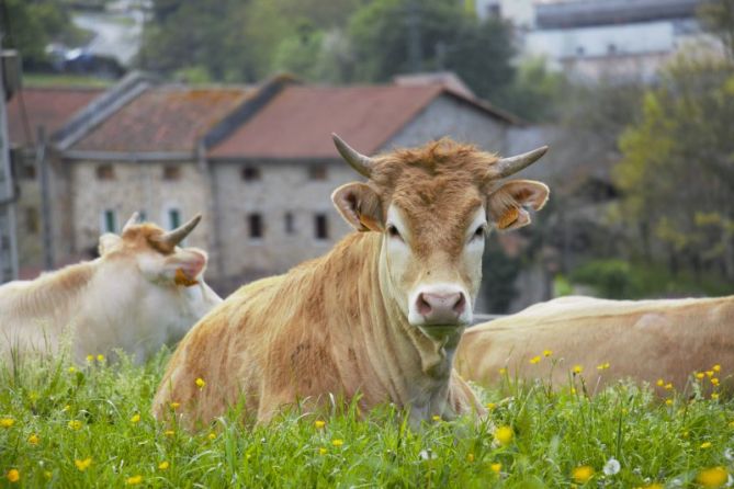 ATSISAIN: foto en Idiazabal