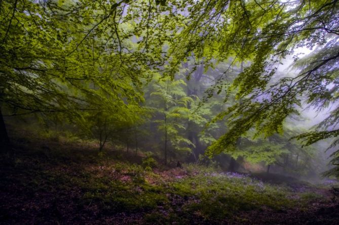 BOSQUE: foto en Zegama