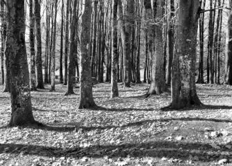 El bosque