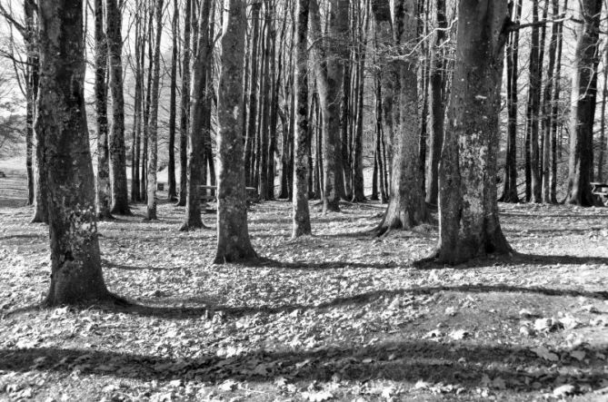 El bosque: foto en Irun