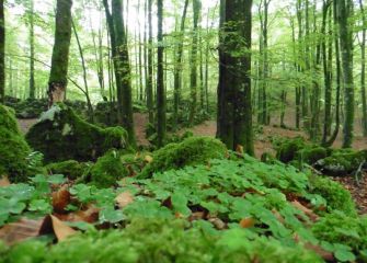 bosque