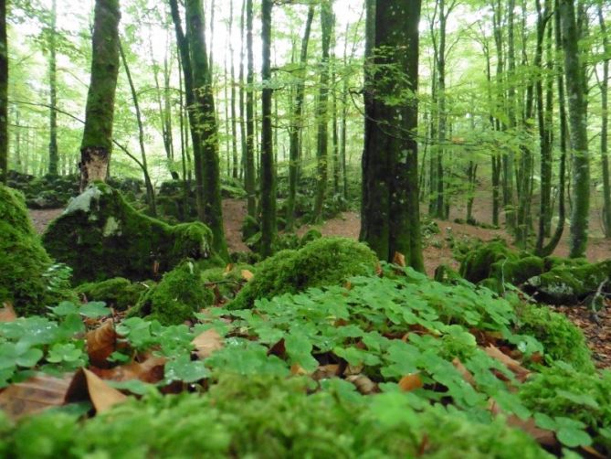 bosque: foto en Ataun