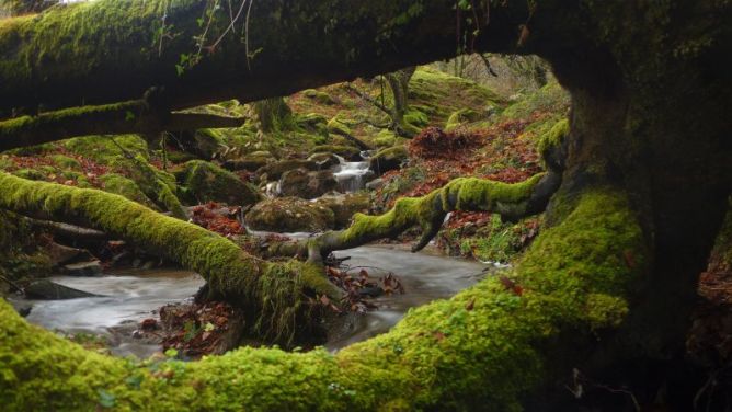 BOSQUE: foto en Urnieta