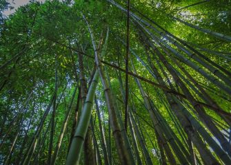 BOSQUE DE BAMBU