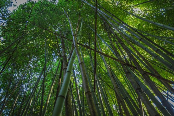 BOSQUE DE BAMBU: foto en Hondarribia