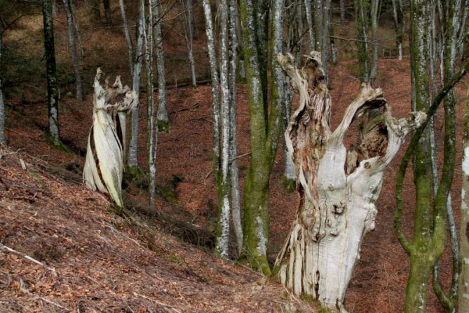 el bosque fosil: foto en Elgeta