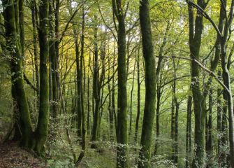 Bosque de hayas