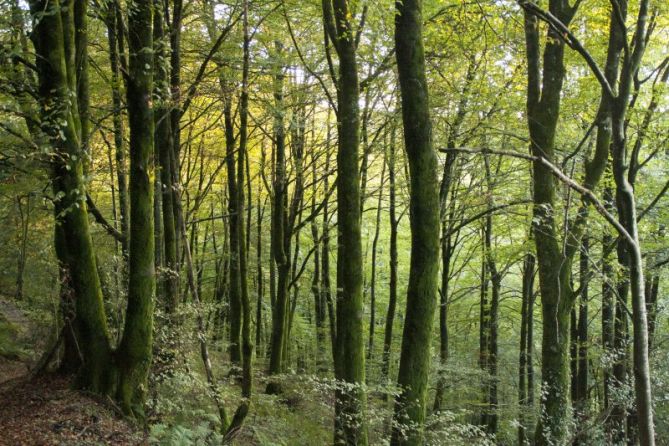 Bosque de hayas: foto en Beizama