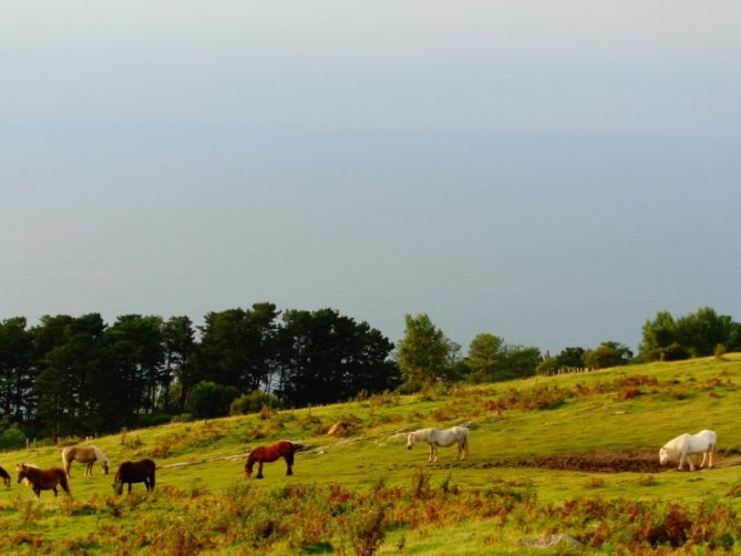 Caballos: foto en Hondarribia