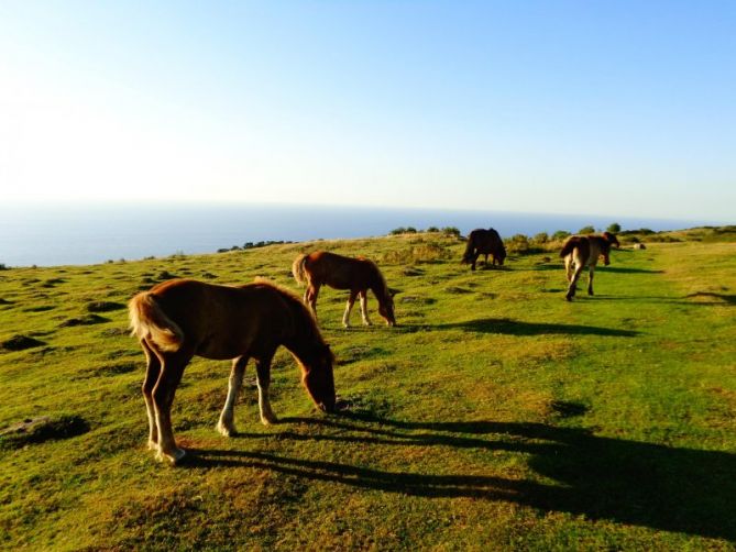 Caballos: foto en Hondarribia