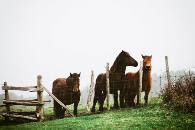 caballos posando: foto en Hondarribia