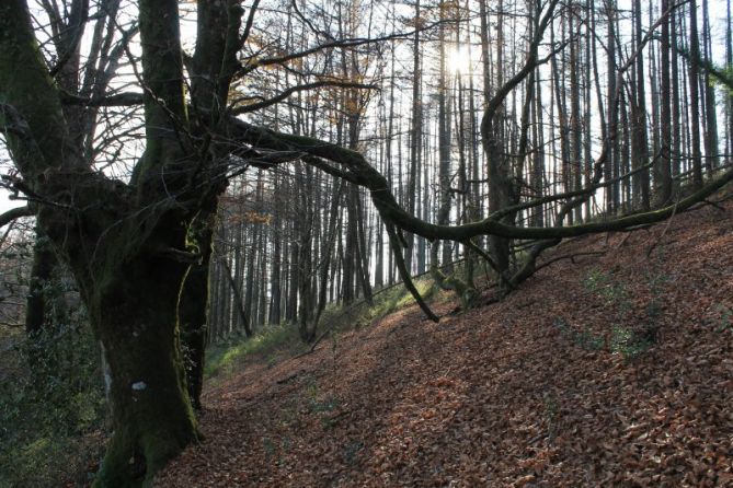 Camino hacia el monte de Murumendi: foto en Itsasondo