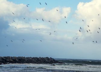 Cien gaviotas donde iran