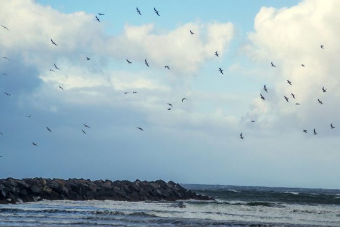 Cien gaviotas donde iran: foto en Deba