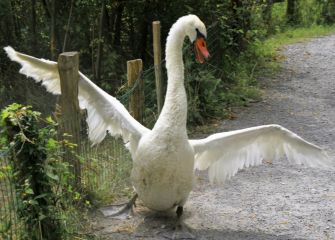 Cisne en Plaiaundi