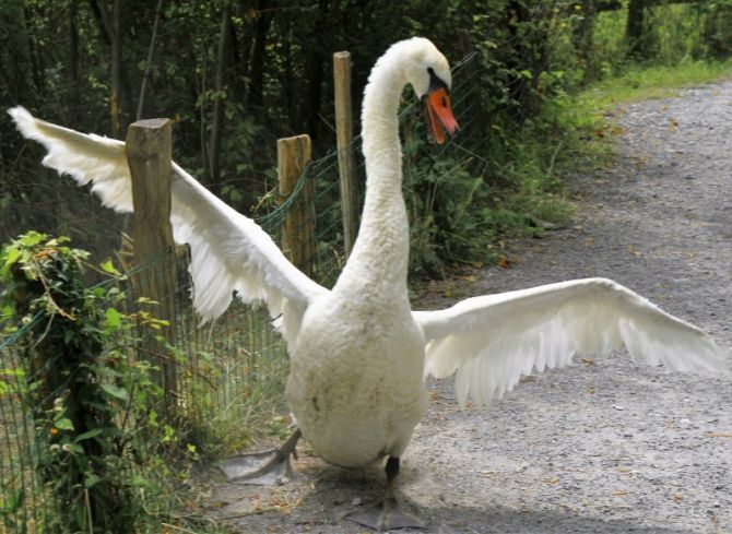 Cisne en Plaiaundi: foto en Irun