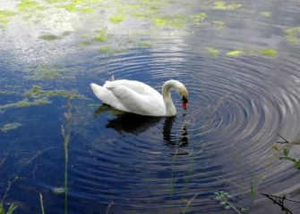 El cisne presumido