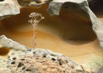 LA DELICADEZA EN LA ROCA