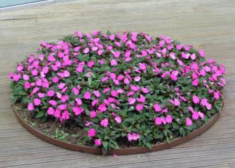 Flores