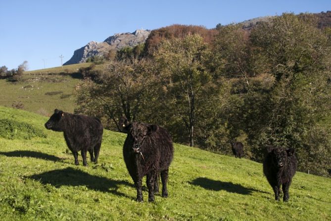 Galloways bajo el monte Ernio: foto en Bidegoian