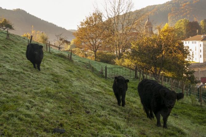 Galloways en Bidania-Goiatz: foto en Bidegoian