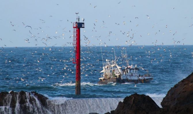 gaviotas: foto en Pasaia