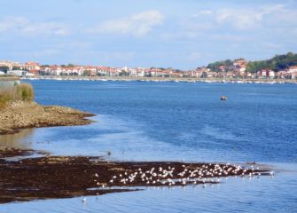 Gaviotas