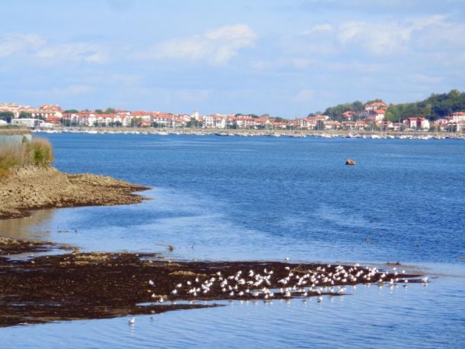 Gaviotas: foto en Irun