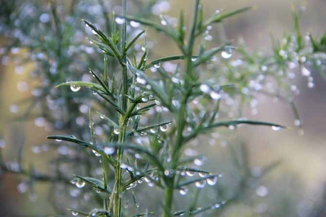 Gotas de vida: foto en Idiazabal