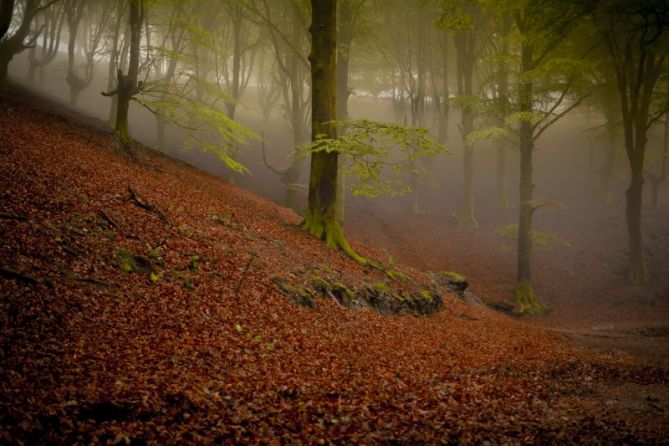 Hayedo de Oinaleku.: foto en Oiartzun