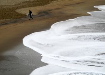 Hormiga de agua