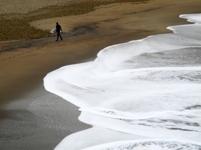 Hormiga de agua: foto en Donostia-San Sebastián