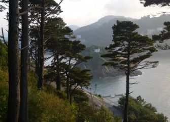 La isla entre los pinos